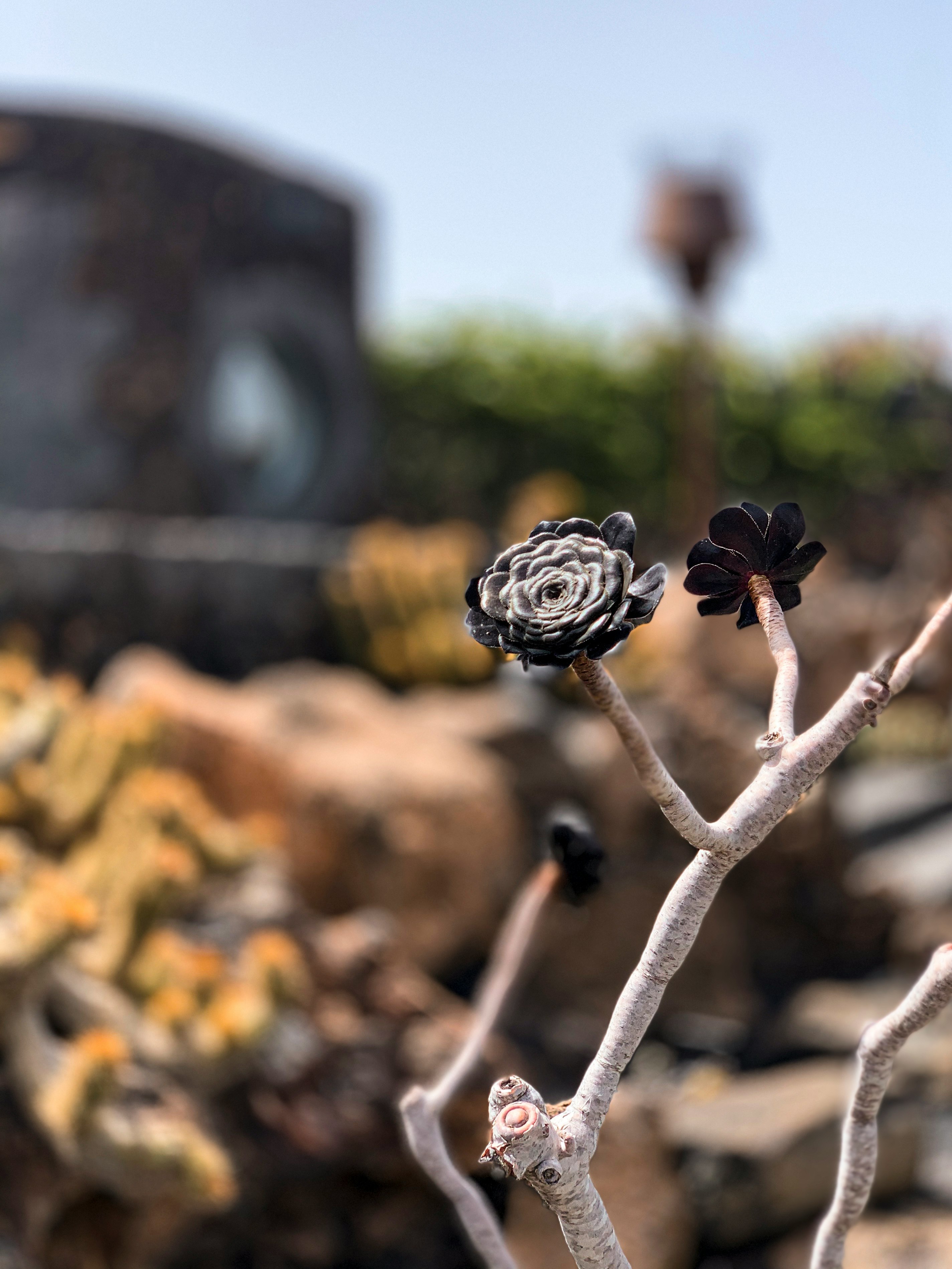 brown dried leaves on brown tree branch